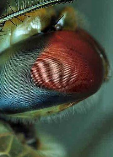 褐蜻蜓的眼睛高清放大