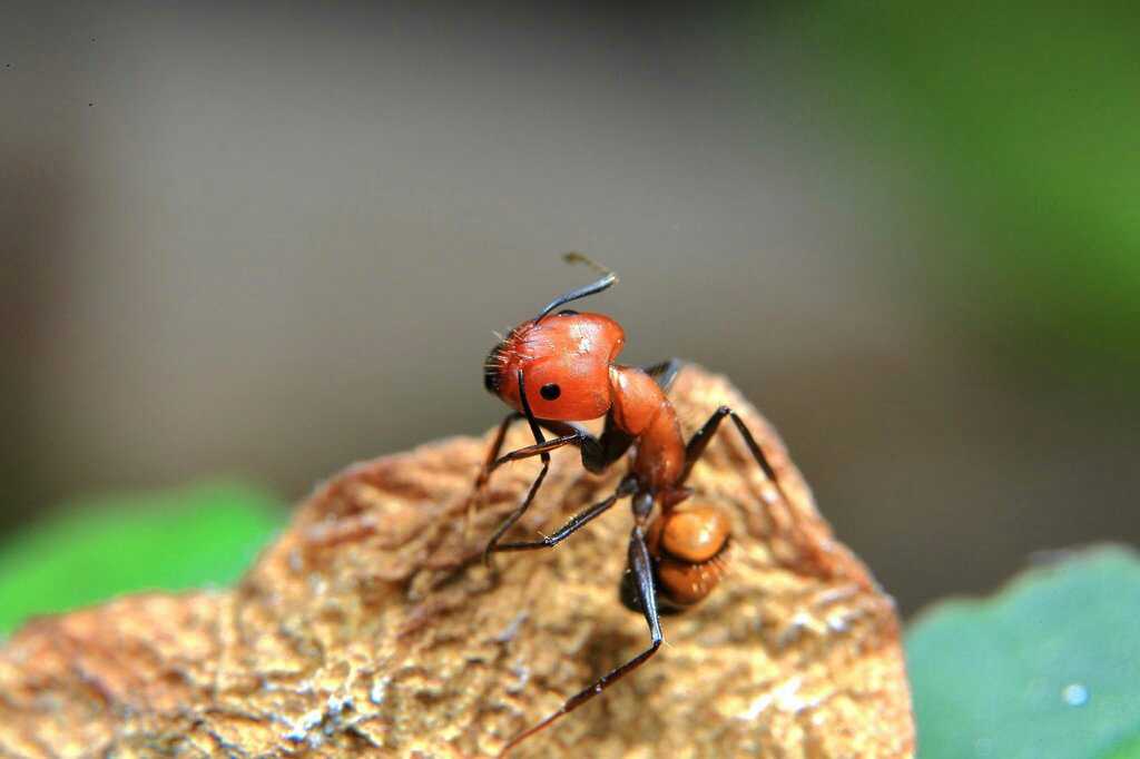 红头蚂蚁高清照片