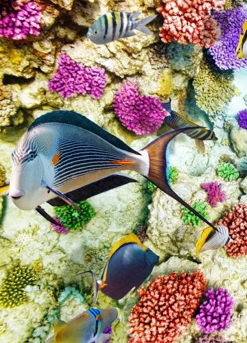 高清五彩斑斓的海洋鱼群图片