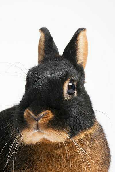 黑色侏儒兔的高清肖像