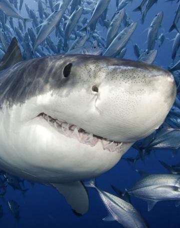 高清深海狂鲨图片
