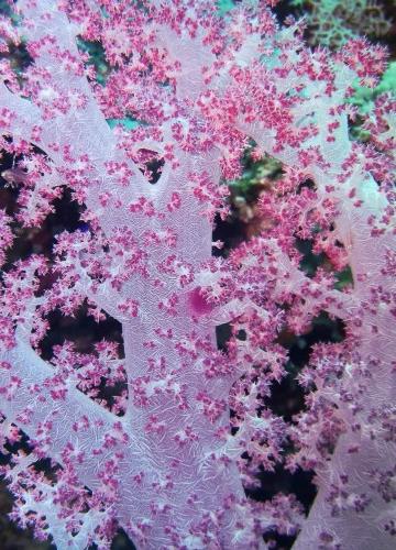 高清粉色珊瑚树图片