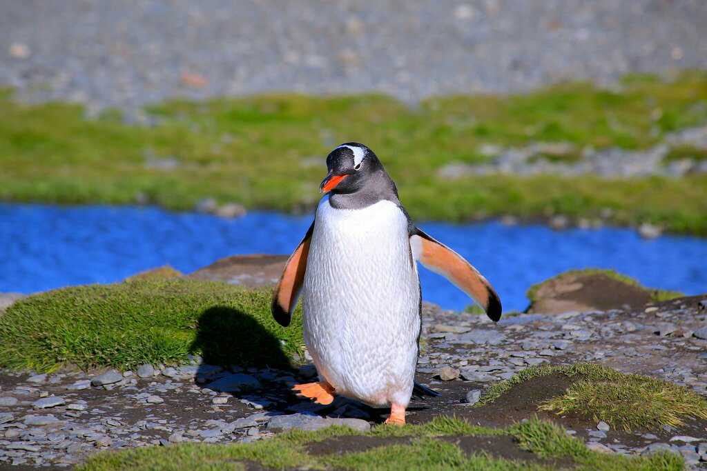 夏季漫步的企鹅